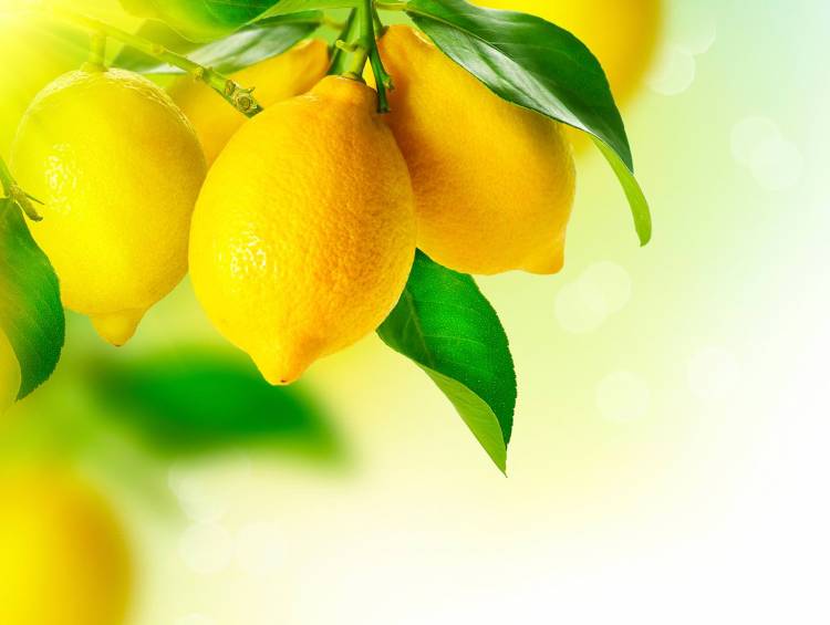 Лимоны на ветк