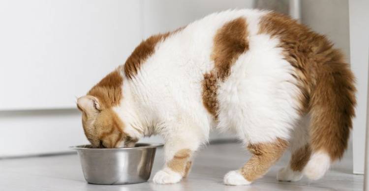 Зачем кошка зарывает миску после еды