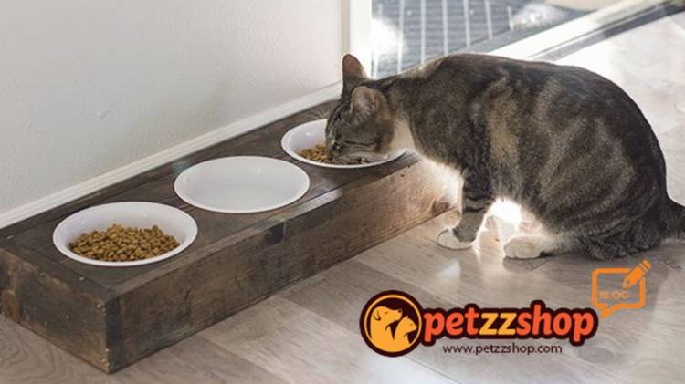 Место для еды кота на кух