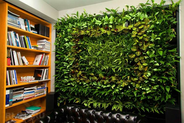Живая стена из растений в квартир