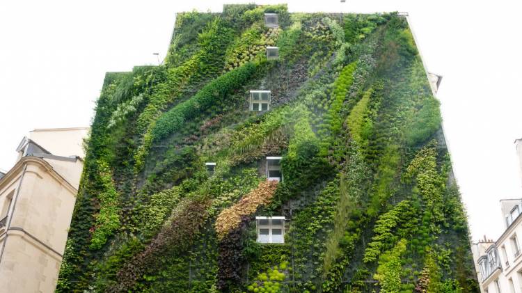 Вертикальное озеленение, как элемент украшения внешней стороны балкона или