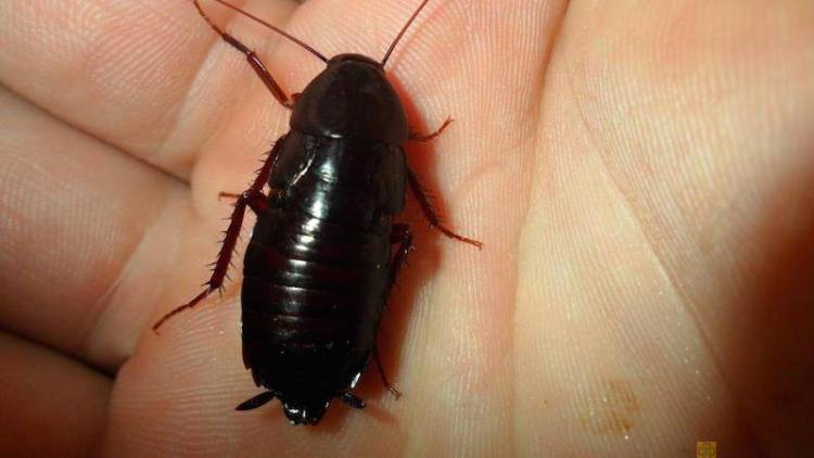 Избавляемся от больших и мелких черных тараканов в квартире и дом