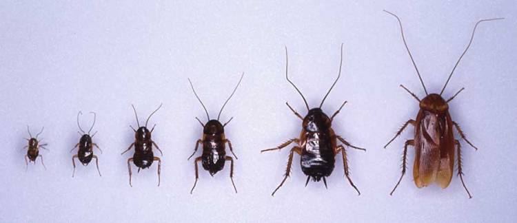 Сколько живут тараканы без еды воды после дезинфекции