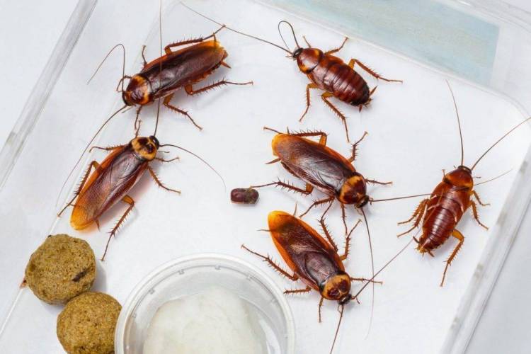 Дизайн советов, как избавиться от тараканов в дом