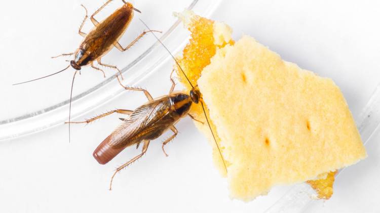 Как избавиться от тараканов в квартире в домашних условиях