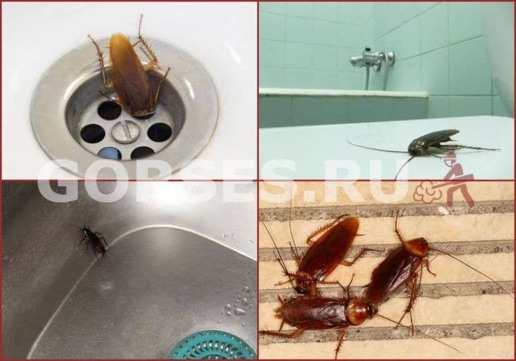 Уничтожение тараканов в квартире в ванной