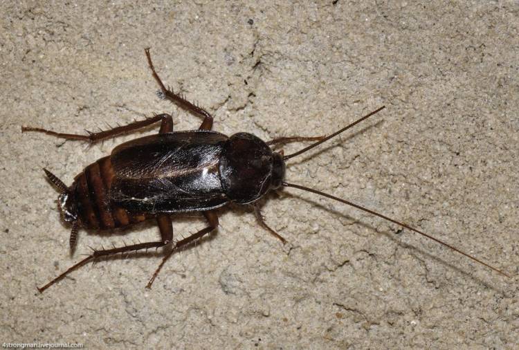 Как избавиться от черных тараканов в квартире в домашних условиях