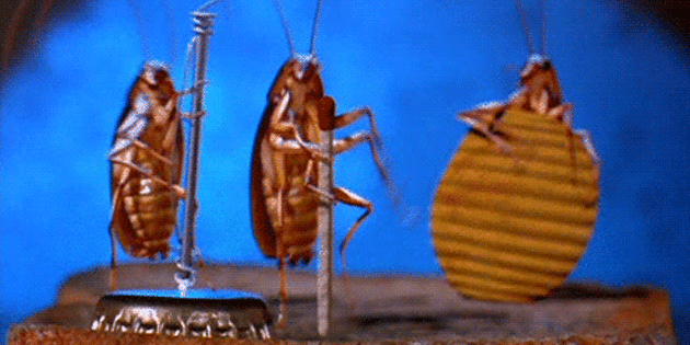 Как избавиться от тараканов в квартире навсегд