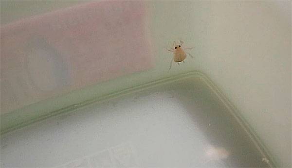 Белые тараканы в квартире и опасность, которую они представляют