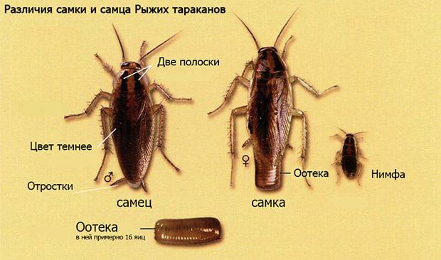 Виды тараканов