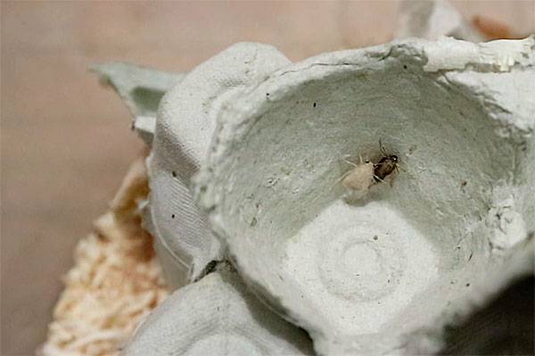 Белые тараканы в квартире и опасность, которую они представляют