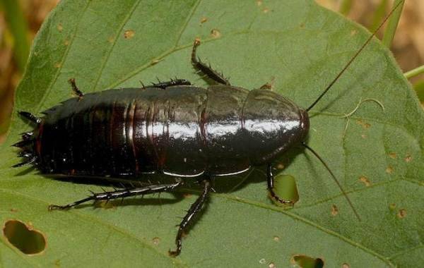 Чёрный таракан насеком