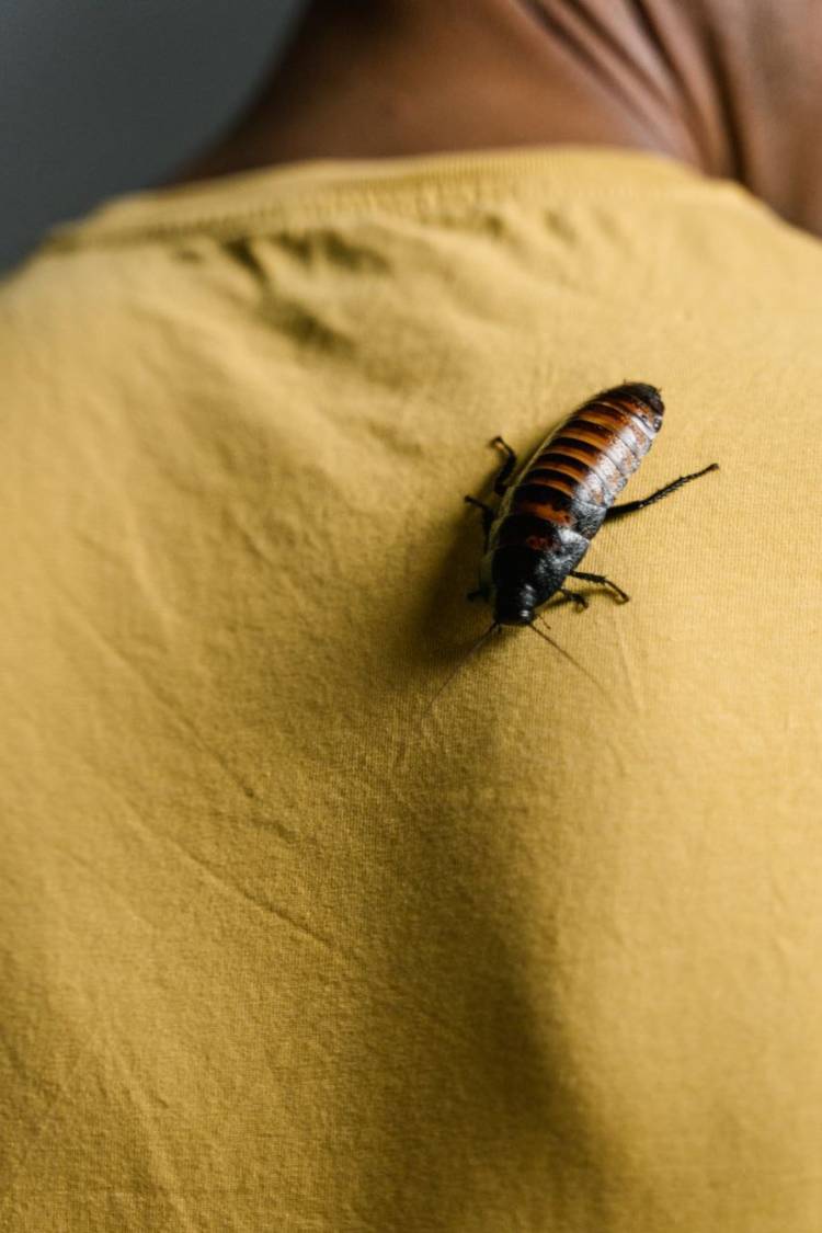 Как избавиться от тараканов в квартире навсегд