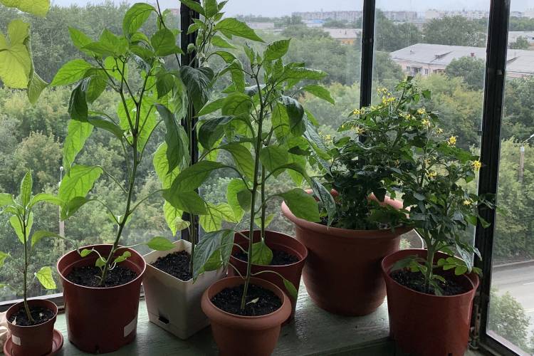 Овощи и зелень, которые можно вырастить дома на подоконник
