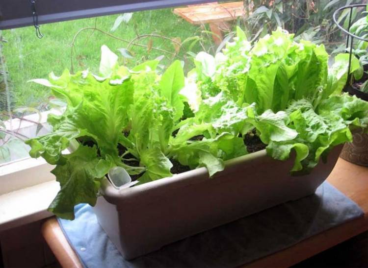 Как вырастить салат на подоконнике в квартир