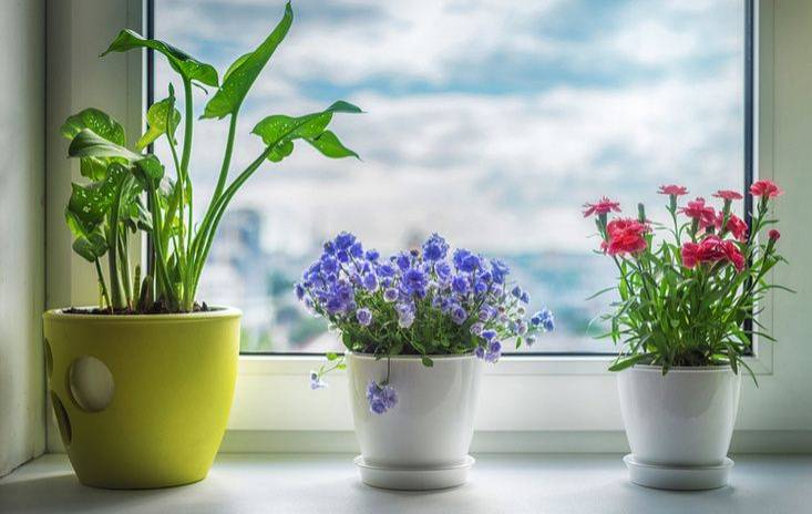 По законам фен-шуй, цветы в доме обладают определенной энергией