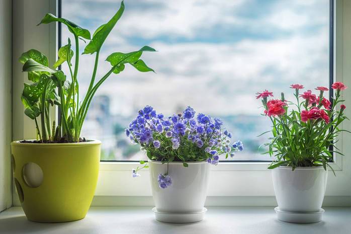 Лучшие комнатные растения для дома по фен-шуй