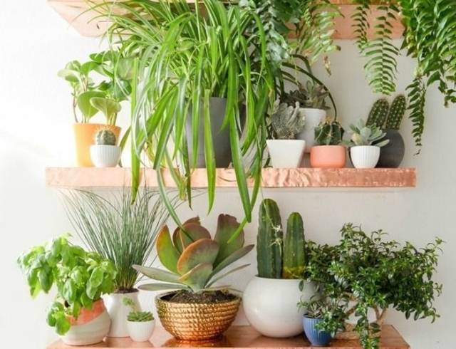 Как ухаживать за комнатными растениями зимой?
