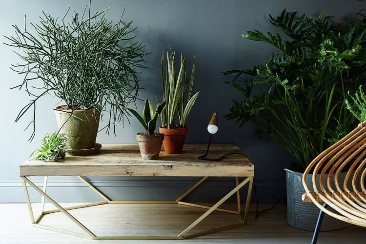 Дизайн тенелюбивых комнатных растений, которым не нужен свет