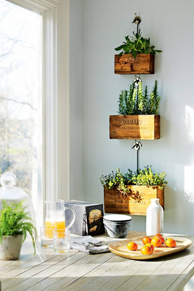 Дизайн самых полезных комнатных растений для кухни