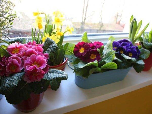Лучшие комнатные цветы для кухни, какие растения выбрать