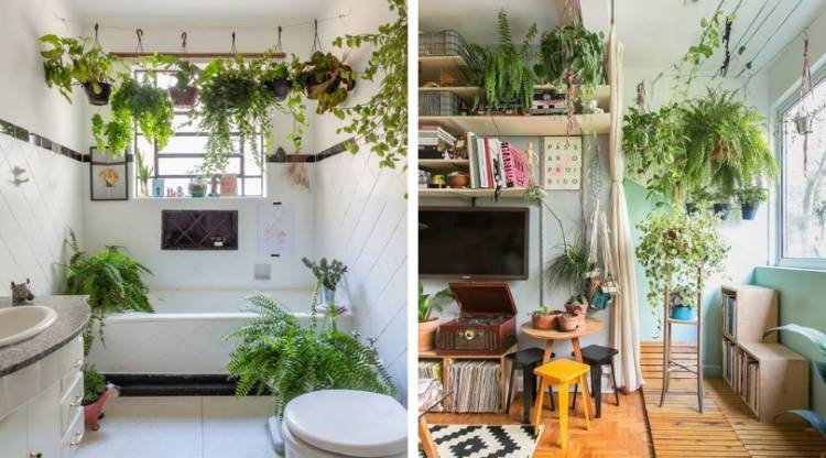 Ампельные комнатные растения в интерьере вашего дом