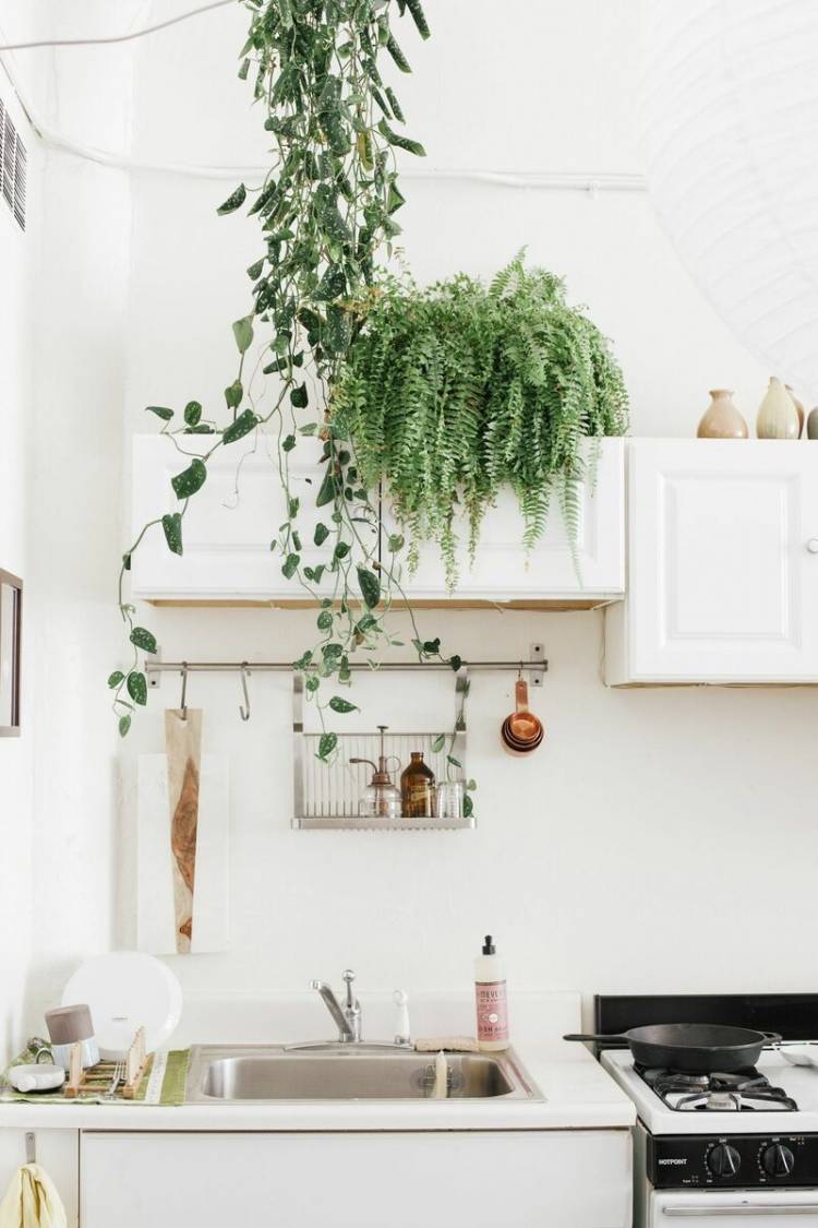 Комнатные растения как лучший декор вашей кухни