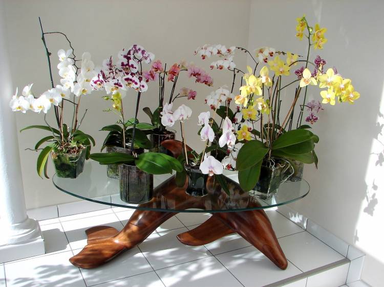 Орхидея дизайн интерьеров