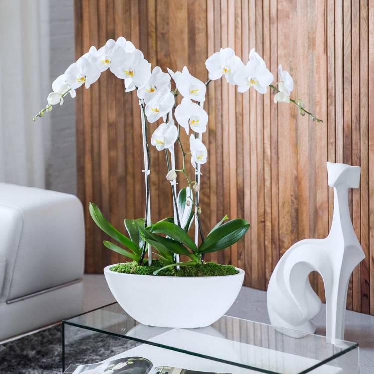 Можно ли держать дома орхидеи