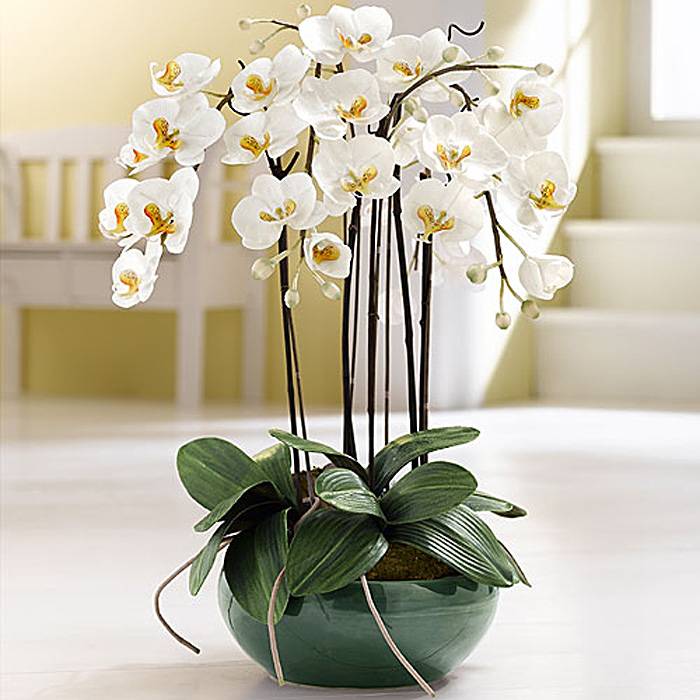Чувственный цветок орхидеи