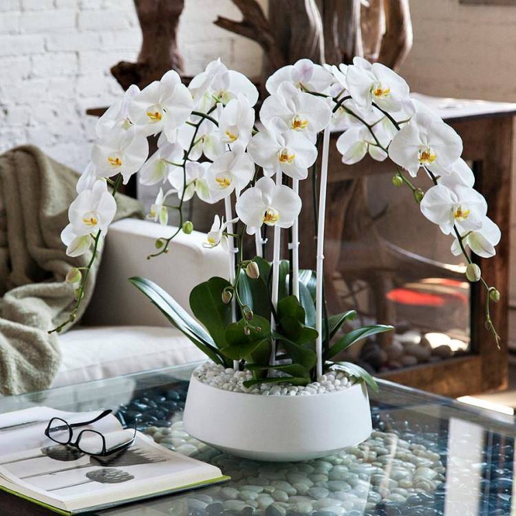 Орхидея дизайн интерьеров