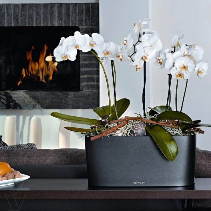 Варианты использования орхидеи в интерьере квартиры