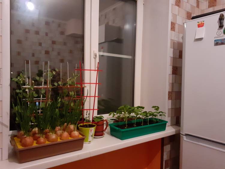 А вы что-нибудь выращиваете на кухне?