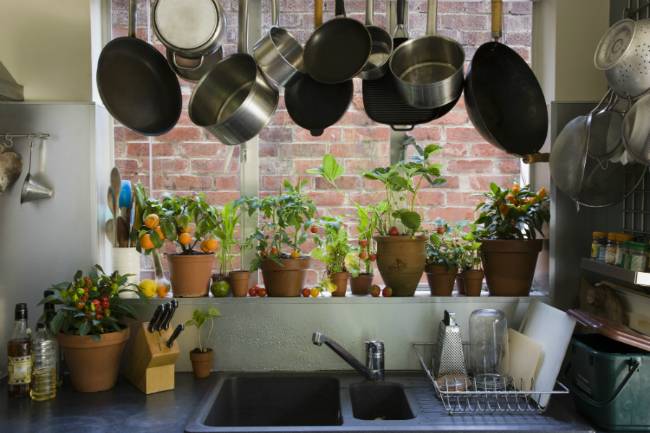 Комнатные растения в интерьере кухни
