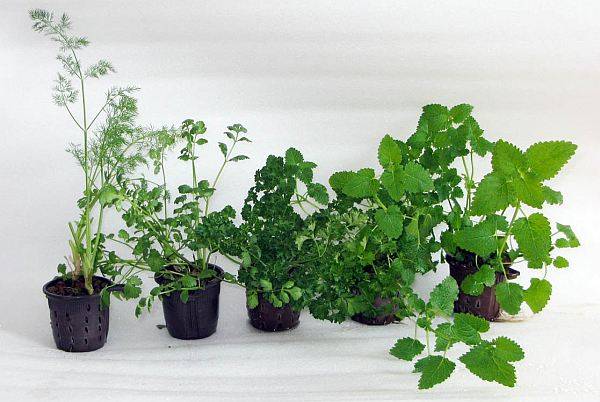 Выращивание зелени на подоконнике круглый год