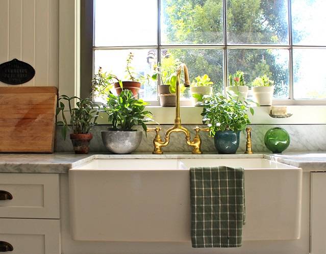 Какие комнатные растения выбрать для кухни