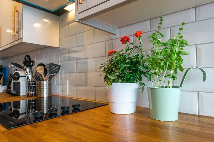 Как использовать растения для декорирования кухонного интерьер