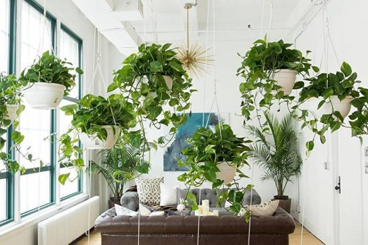 Вьющиеся комнатные растения