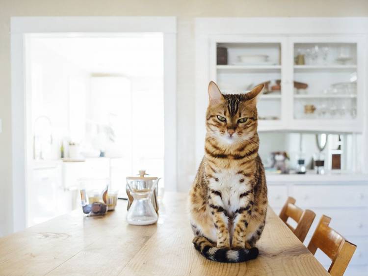 Почему кот залезает на стол? Как отучить кошку ходить по столу? Практические советы
