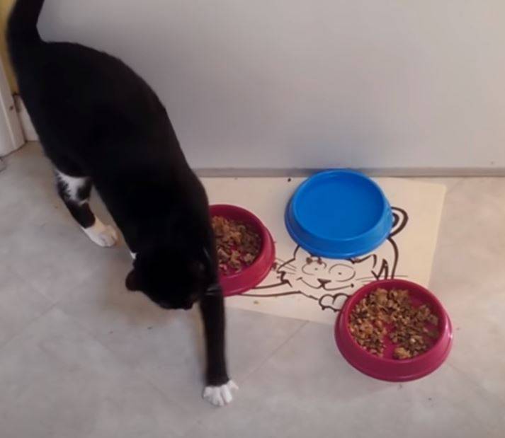 Почему кошка закапывает миску с едой и б