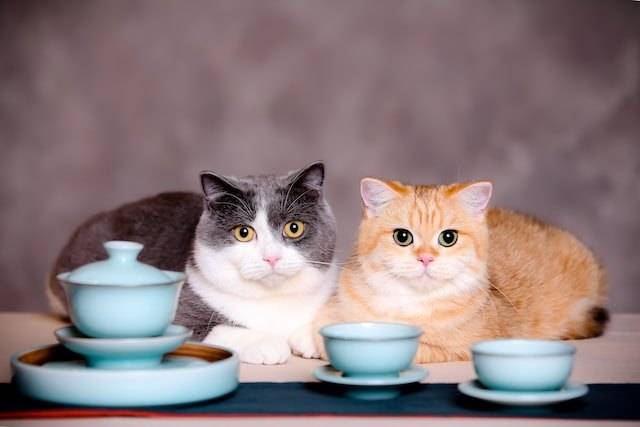 Почему кошки закапывают миску с едой
